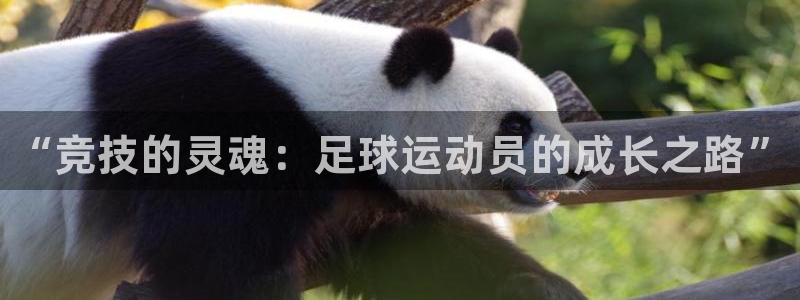 千亿国际官网下载平台：“竞技的灵魂：足球运动员的成长之路”